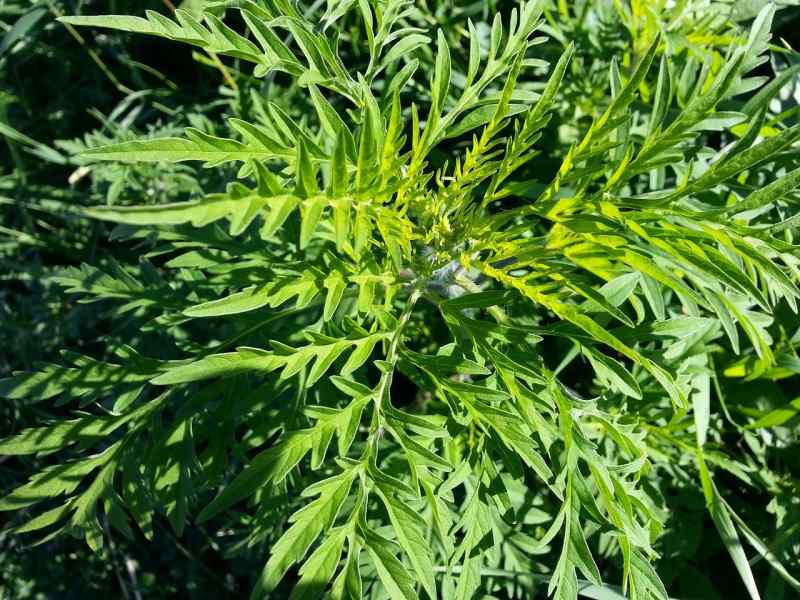 Ragweed 219747 1280