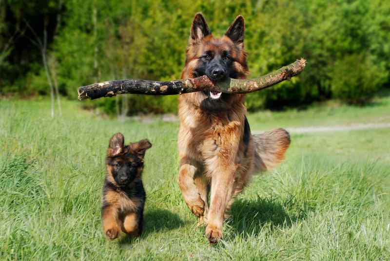 Shepherd Dog 4357790 1280